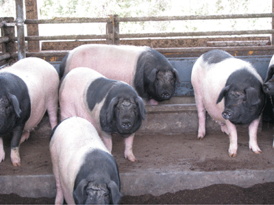 畜産の情報 調査 報告 中小規模養豚における粗収益の拡大などに向けた取り組み 前編 14年6月